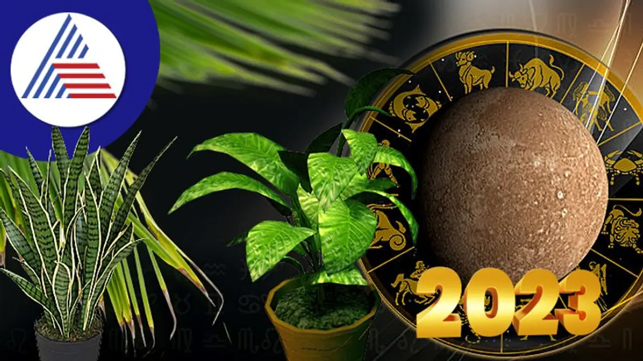 Plants and Zodiac: ಲಕ್ ಕೊರತೆನಾ? 2023ರಲ್ಲಿ ರಾಶಿಗೆ ತಕ್ಕ ಗಿಡ ಬೆಳೆಸಿ ಲಕ್ ಗಳಿಸಿ Plants and Zodiac: ಲಕ್ ಕೊರತೆನಾ? 2023ರಲ್ಲಿ ರಾಶಿಗೆ ತಕ್ಕ ಗಿಡ ಬೆಳೆಸಿ ಲಕ್ ಗಳಿಸಿ
