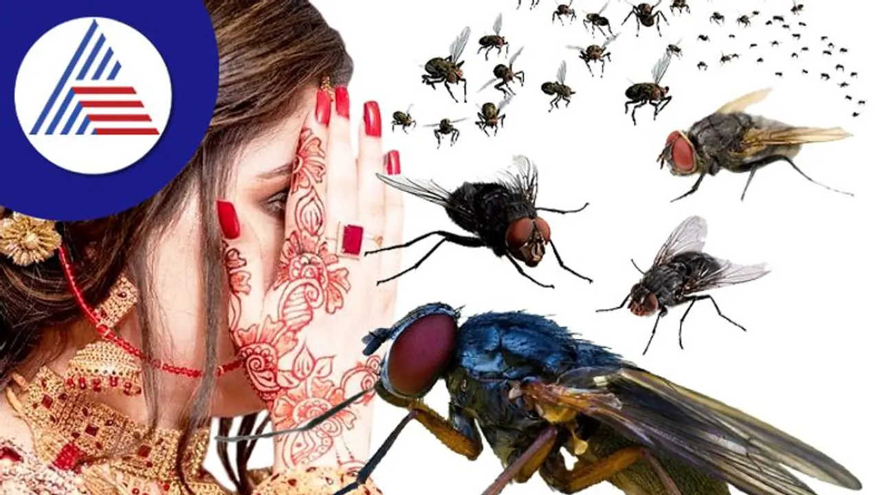 ಯಪ್ಪಾ..ಅತ್ತೆ ಮನೇಲಿ ಸಿಕ್ಕಾಪಟ್ಟೆ ನೊಣದ ಕಾಟ, ತವರು ಮನೆಗೆ ನವ ವಧು ರಿಟರ್ನ್ ! ಯಪ್ಪಾ..ಅತ್ತೆ ಮನೇಲಿ ಸಿಕ್ಕಾಪಟ್ಟೆ ನೊಣದ ಕಾಟ, ತವರು ಮನೆಗೆ ನವ ವಧು ರಿಟರ್ನ್ !