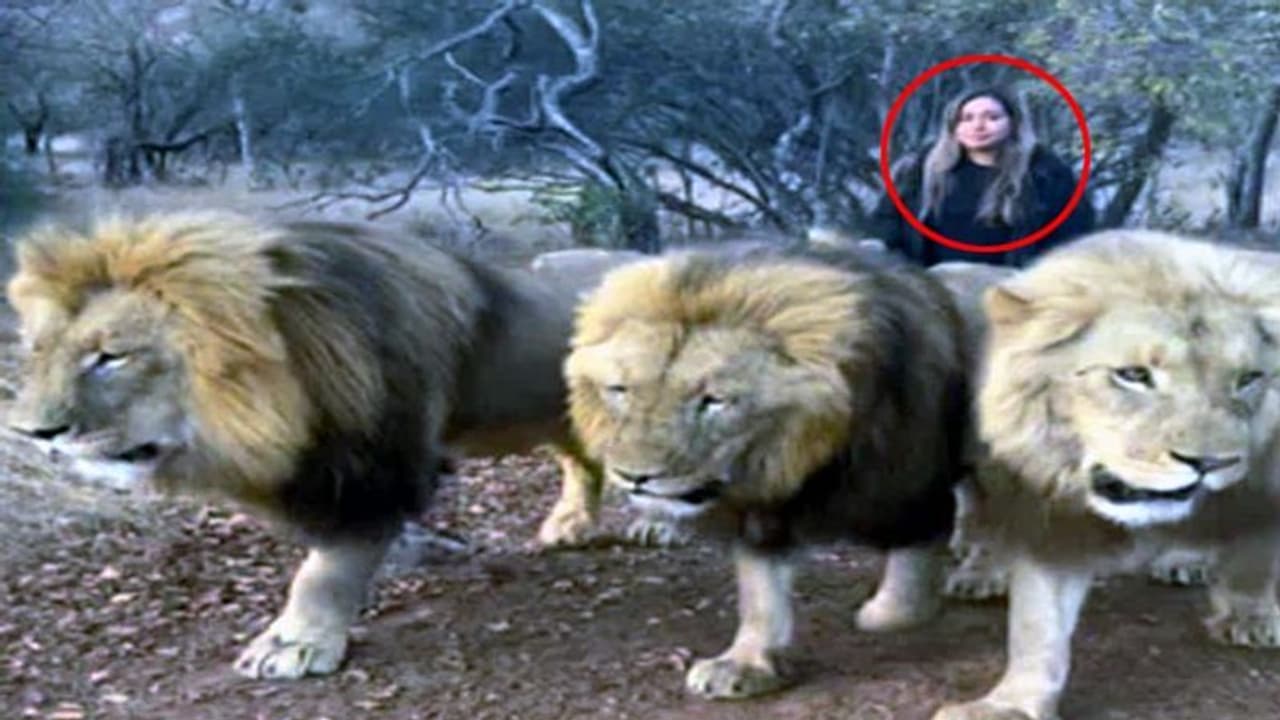 3 ಸಿಂಹಗಳನ್ನು ವಾಕಿಂಗ್ ಕರೆದುಕೊಂಡು ಹೊರಟ ಮಹಿಳೆ: ಬೆಚ್ಚಿಬಿದ್ದ ನೆಟ್ಟಿಗರು..! 