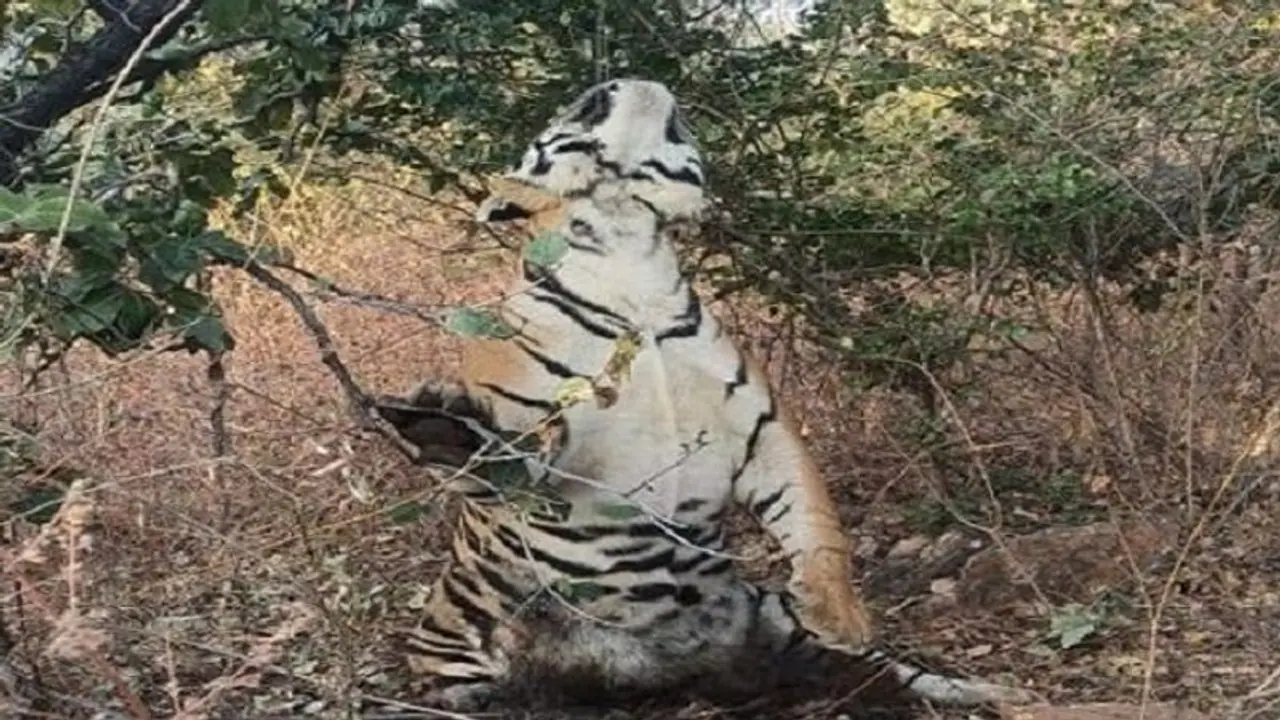 ಕ್ಲಚ್ ವೈರ್ನಿಂದ ಮರಕ್ಕೆ ನೇಣು ಬಿಗಿದ ಸ್ಥಿತಿಯಲ್ಲಿ ಹುಲಿ ಶವಪತ್ತೆ ಕ್ಲಚ್ ವೈರ್ನಿಂದ ಮರಕ್ಕೆ ನೇಣು ಬಿಗಿದ ಸ್ಥಿತಿಯಲ್ಲಿ ಹುಲಿ ಶವಪತ್ತೆ