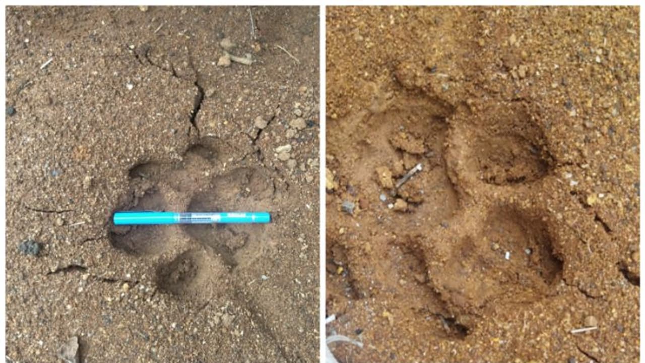 അടിമാലി പഞ്ചായത്ത് ആദിവാസി മേഖലയിൽ കടുവയുടെ സാന്നിദ്ധ്യമെന്ന് ആശങ്ക; കാൽപ്പാടുകൾ കണ്ടെത്തി; ജനം ഭീതിയിൽ അടിമാലി പഞ്ചായത്ത് ആദിവാസി മേഖലയിൽ കടുവയുടെ സാന്നിദ്ധ്യമെന്ന് ആശങ്ക; കാൽപ്പാടുകൾ കണ്ടെത്തി; ജനം ഭീതിയിൽ