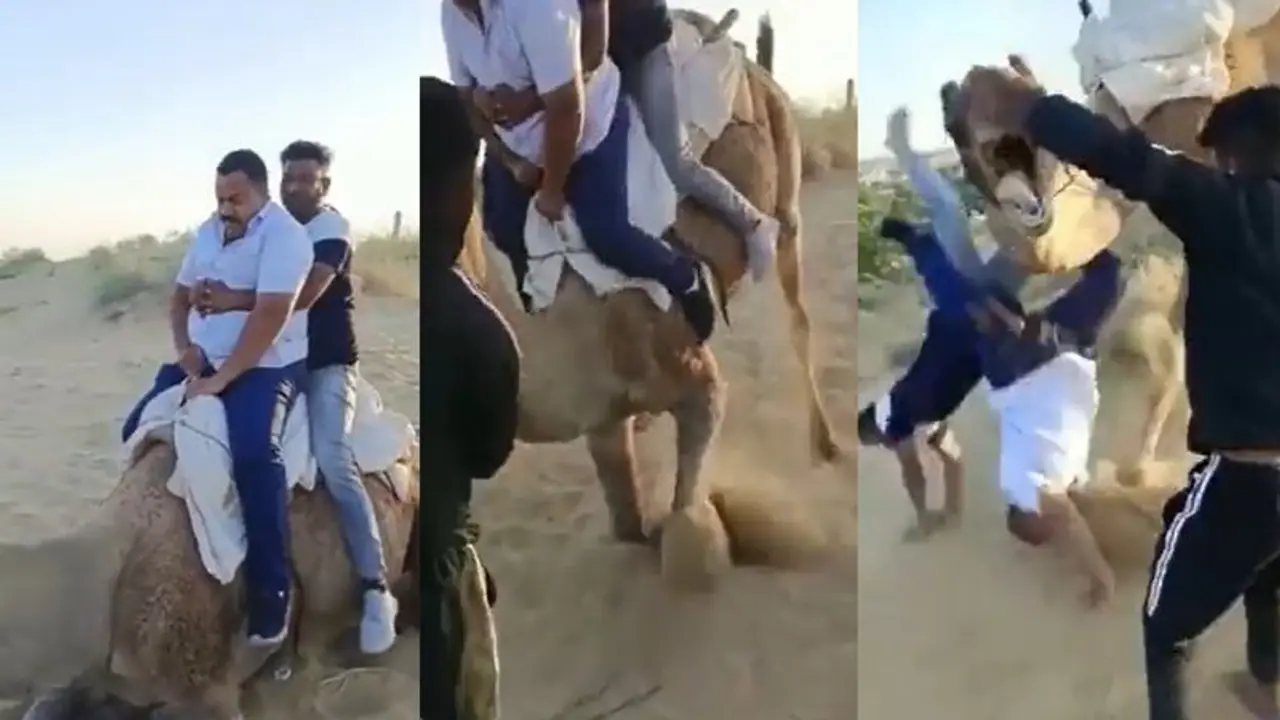 ஒட்டக சவாரியின் போது தலைக்குப்புற விழுந்த இருவர்… இணையத்தில் வைரலாகும் வீடியோ!! ஒட்டக சவாரியின் போது தலைக்குப்புற விழுந்த இருவர்… இணையத்தில் வைரலாகும் வீடியோ!!