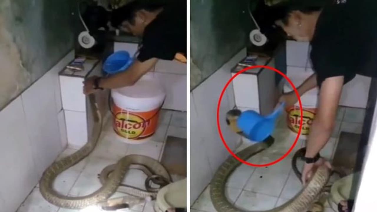 खतरनाक सांप को बच्चे की तरह नहला रहा था शख्स, देखें फिर क्या हुआ खतरनाक सांप को बच्चे की तरह नहला रहा था शख्स, देखें फिर क्या हुआ