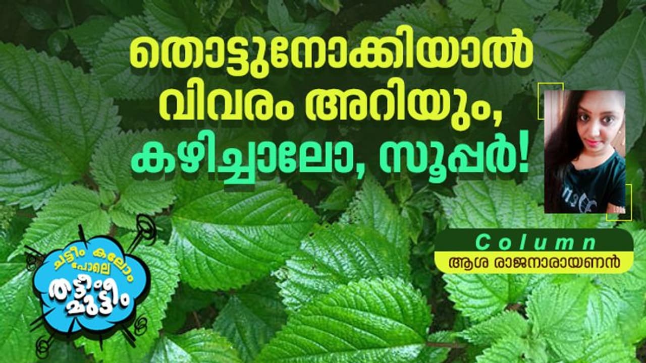 തൊട്ടാല്‍ ചൊറിയുന്ന ചൊറിയണം, അടുക്കളയില്‍ സൂപ്പര്‍ സ്റ്റാറായി മാറിയ കഥ! 