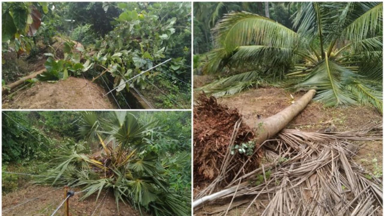 മുതലമടയില് കാട്ടാന ശല്യം രൂക്ഷം; രണ്ട് ദിവസമായി ഒരേ കൃഷിയിടത്തില് കാട്ടാനകളിറങ്ങി കൃഷി നശിപ്പിച്ചു മുതലമടയില് കാട്ടാന ശല്യം രൂക്ഷം; രണ്ട് ദിവസമായി ഒരേ കൃഷിയിടത്തില് കാട്ടാനകളിറങ്ങി കൃഷി നശിപ്പിച്ചു