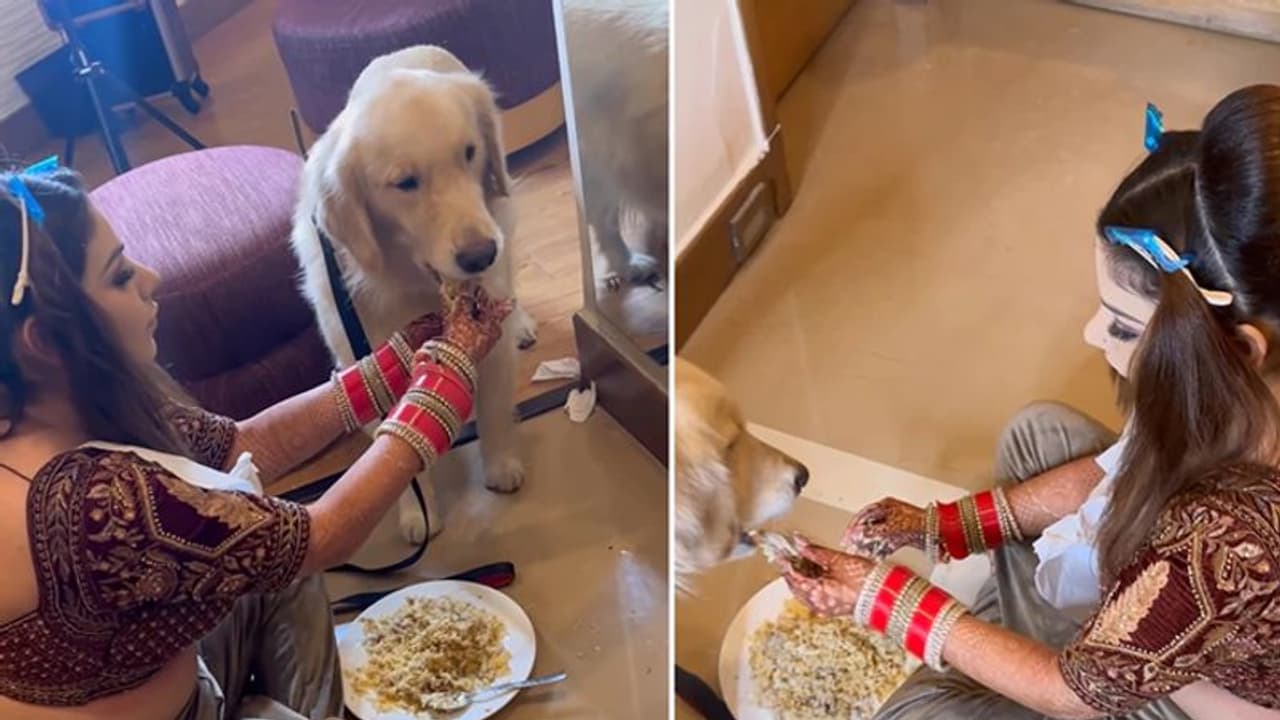 शादी की तैयारी छोड़ अपने पालतू जानवर को खाना खिलाने में जुटी यह दुल्हन, वायरल हुआ इमोशनल वीडियो शादी की तैयारी छोड़ अपने पालतू जानवर को खाना खिलाने में जुटी यह दुल्हन, वायरल हुआ इमोशनल वीडियो