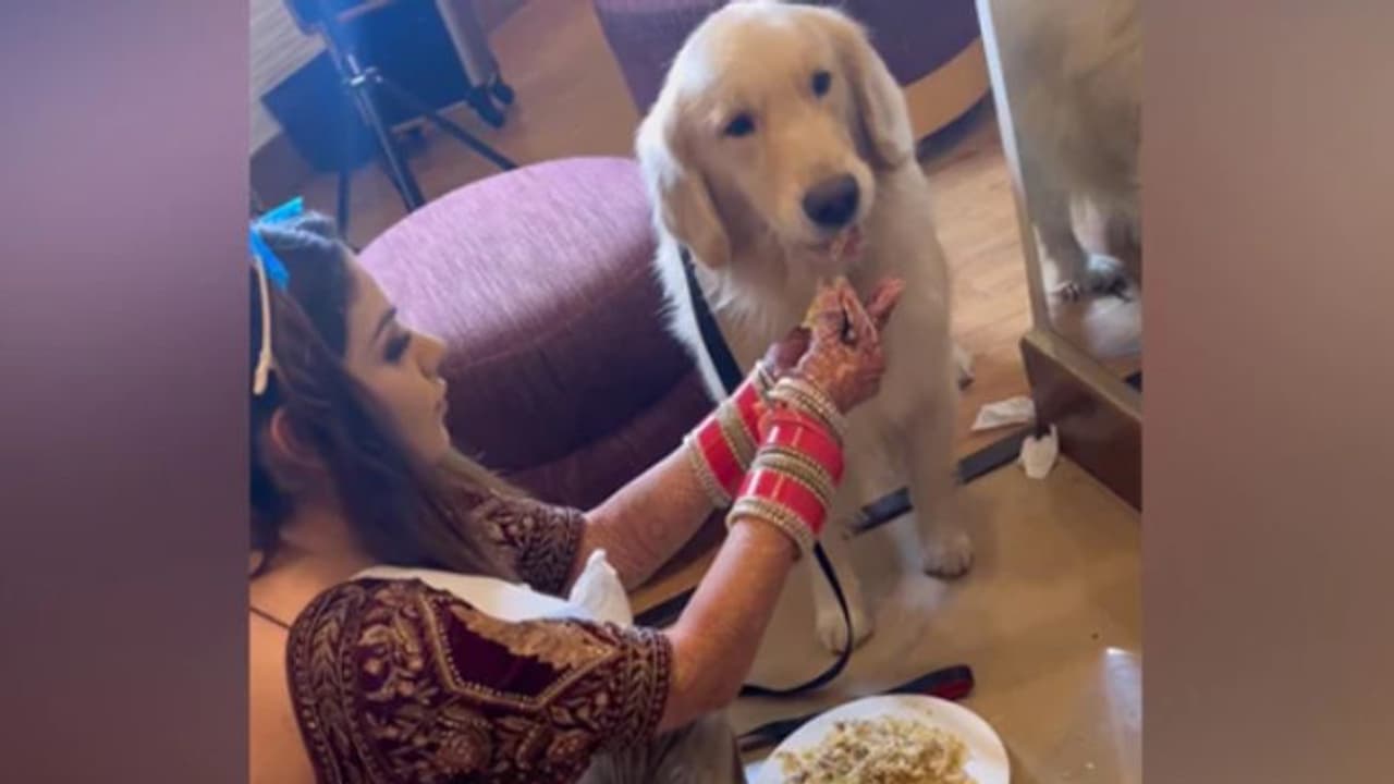 വിവാഹത്തിന് ഒരുങ്ങുന്നതിനിടയിലും വളര്ത്തുനായക്ക് ഭക്ഷണം വാരിക്കൊടുക്കുന്ന വധു; വീഡിയോ വൈറല് വിവാഹത്തിന് ഒരുങ്ങുന്നതിനിടയിലും വളര്ത്തുനായക്ക് ഭക്ഷണം വാരിക്കൊടുക്കുന്ന വധു; വീഡിയോ വൈറല്