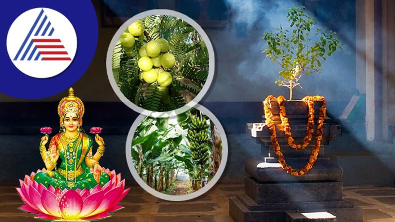 ಶುಕ್ರವಾರ ಈ ಮರವನ್ನು ಪೂಜಿಸಿದರೆ ಲಕ್ಷ್ಮಿ ಒಲಿಸಿಕೊಳ್ಳೋದು ಸುಲಭ!