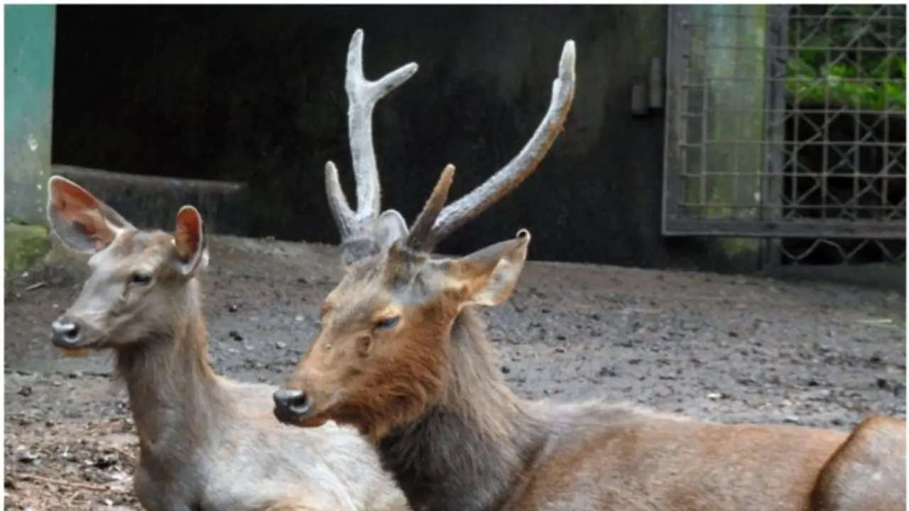 நடுக்கடலில் தத்தளித்த மானை மீட்ட தூத்துக்குடி மீனவர்கள்