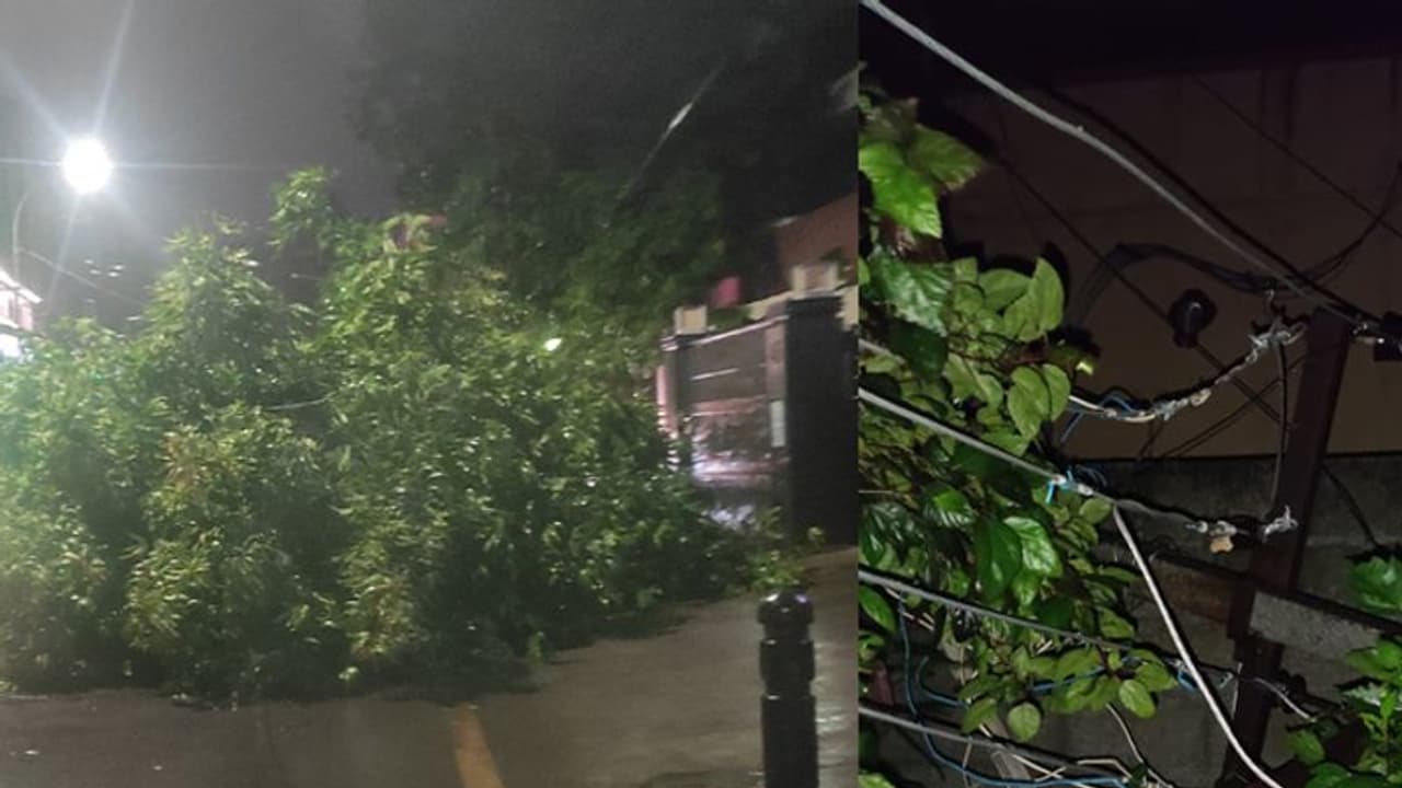 சென்னையில் கோரத்தாண்டவம் ஆடிய மாண்டஸ் புயல்.. வேரோடு சாய்ந்த மரங்கள்.. பல இடங்களில் மின்சாரம் துண்டிப்பு..!