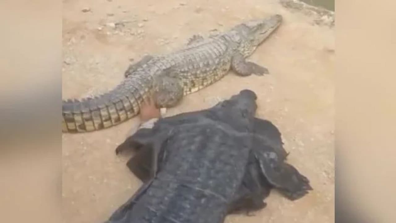 മുതലയെ പറ്റിക്കാന് മുതല വേഷം കെട്ടി അതിനൊപ്പം കിടന്നു; പിന്നീട് സംഭവിച്ചത് മുതലയെ പറ്റിക്കാന് മുതല വേഷം കെട്ടി അതിനൊപ്പം കിടന്നു; പിന്നീട് സംഭവിച്ചത്