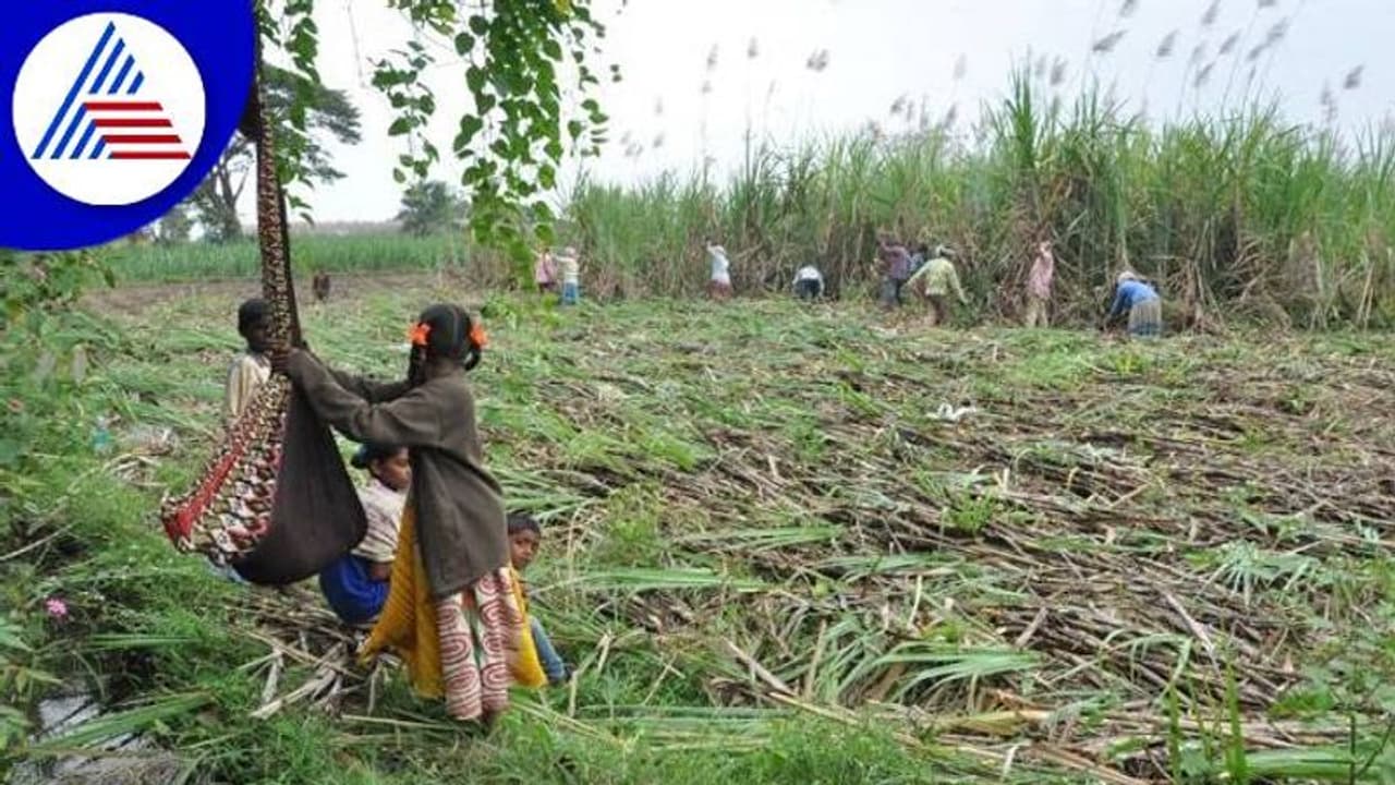 ಅಥಣಿ: ಕಬ್ಬು ಕಟಾವು ಕುಟುಂಬದ ಮಕ್ಕಳ ಕಹಿ ಬದುಕು..! ಅಥಣಿ: ಕಬ್ಬು ಕಟಾವು ಕುಟುಂಬದ ಮಕ್ಕಳ ಕಹಿ ಬದುಕು..!