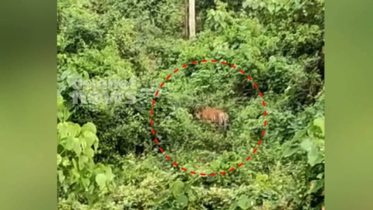 കണ്ണൂർ ഇരിട്ടിയിൽ ഭീതി വിതയ്ക്കുന്ന കടുവയെ കണ്ടെത്തി, തെങ്ങിൻ മുകളിൽ നിന്ന് ദൃശ്യം പകർത്തി ചെത്തുതൊഴിലാളി