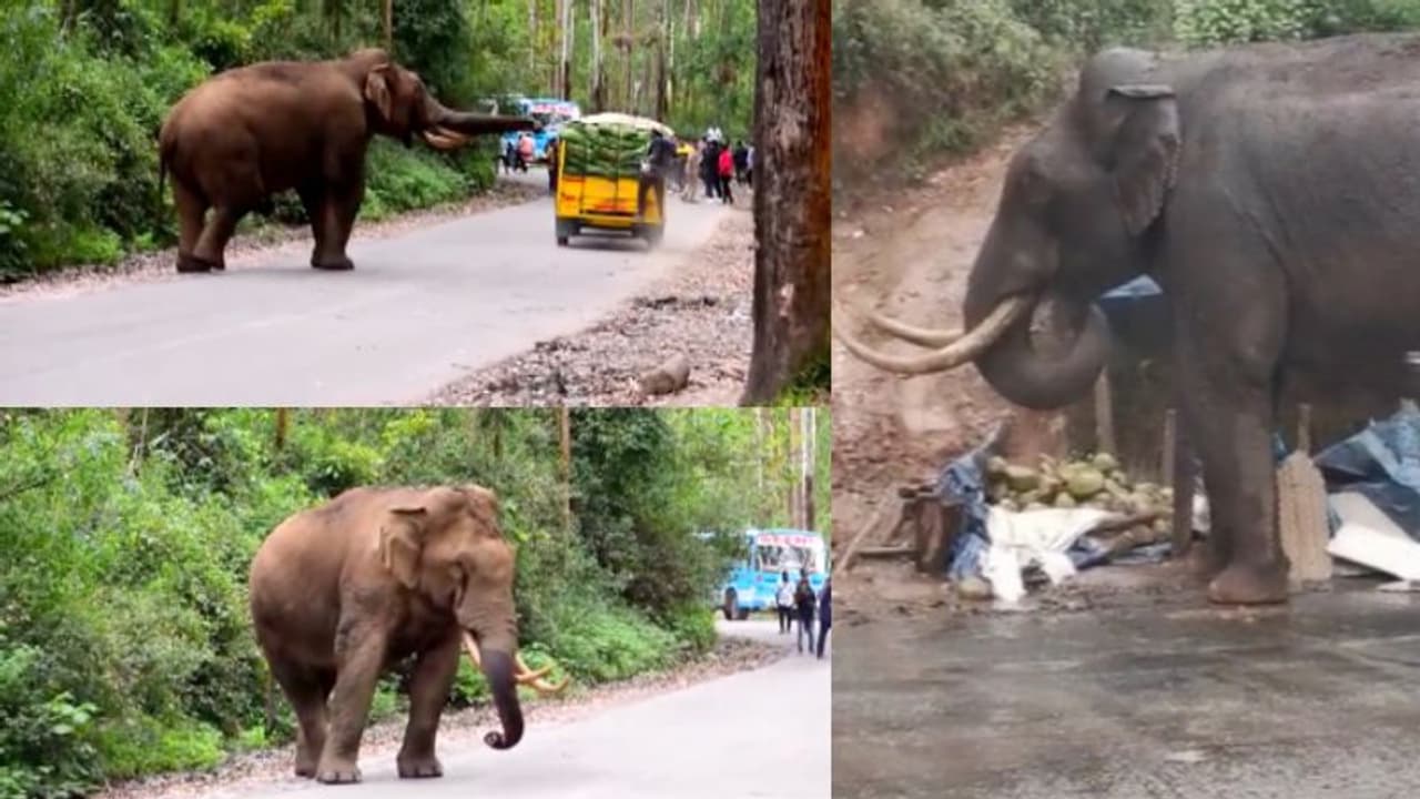 മാട്ടുപ്പെട്ടി റോഡിൽ വീണ്ടും പടയപ്പ, ഇത്തവണ ശാന്തനായി കരിക്കും പൈനാപ്പിളും അകത്താക്കി മടക്കം മാട്ടുപ്പെട്ടി റോഡിൽ വീണ്ടും പടയപ്പ, ഇത്തവണ ശാന്തനായി കരിക്കും പൈനാപ്പിളും അകത്താക്കി മടക്കം