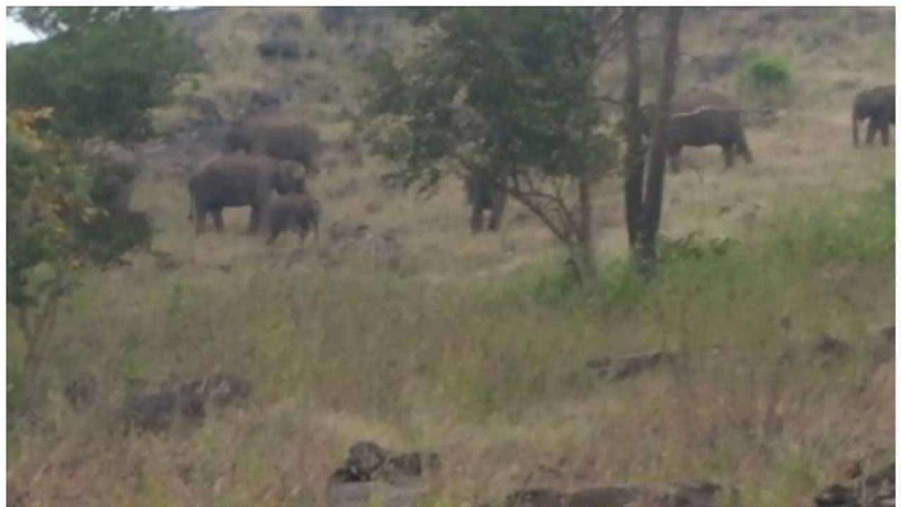 മൂന്നാറിൽ 10 ദിവസത്തിനിടെ ചരിഞ്ഞത് മൂന്ന് കുട്ടിയാനകൾ; വൈറസ് ബാധയെന്ന് സൂചന മൂന്നാറിൽ 10 ദിവസത്തിനിടെ ചരിഞ്ഞത് മൂന്ന് കുട്ടിയാനകൾ; വൈറസ് ബാധയെന്ന് സൂചന