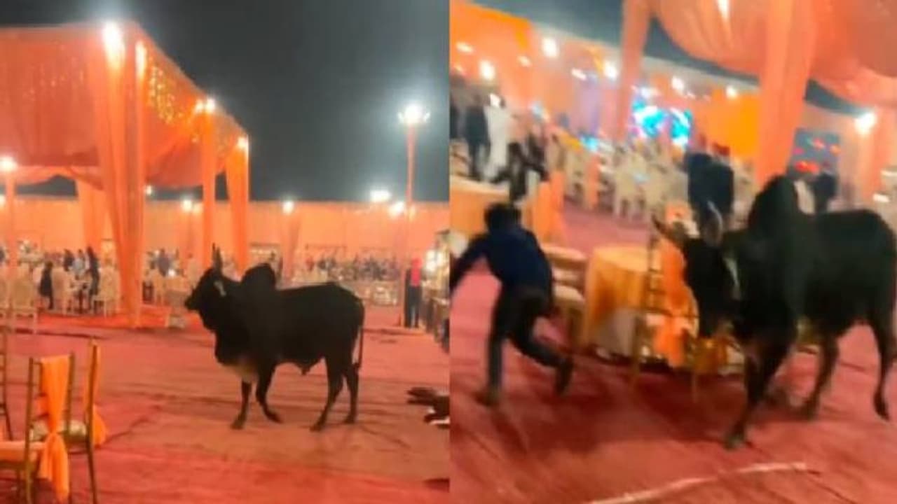 വിവാഹാഘോഷത്തിനിടയില് ക്ഷണിക്കപ്പെടാത്ത അതിഥി, കാളയെ കണ്ട് പേടിച്ച് ആളുകള് വിവാഹാഘോഷത്തിനിടയില് ക്ഷണിക്കപ്പെടാത്ത അതിഥി, കാളയെ കണ്ട് പേടിച്ച് ആളുകള്