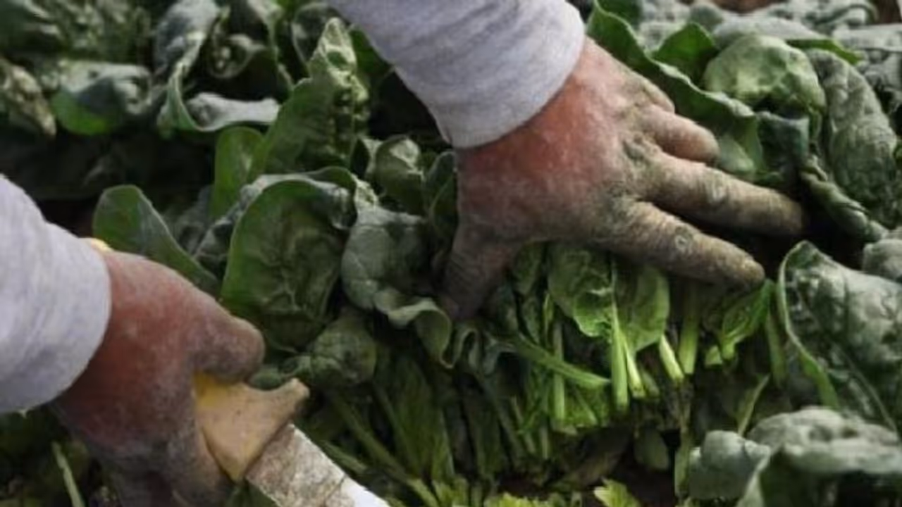 ലോകത്തിലെ ഏറ്റവും വില കൂടിയ ചീര, കിലോയ്ക്ക് രൂപ മൂവായിരം! ലോകത്തിലെ ഏറ്റവും വില കൂടിയ ചീര, കിലോയ്ക്ക് രൂപ മൂവായിരം!