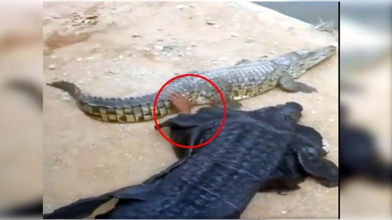 कॉस्ट्यूम पहनकर असली मगरमच्छ के पास लेट गया सिरफिरा, करने लगा ऐसी हरकत कॉस्ट्यूम पहनकर असली मगरमच्छ के पास लेट गया सिरफिरा, करने लगा ऐसी हरकत
