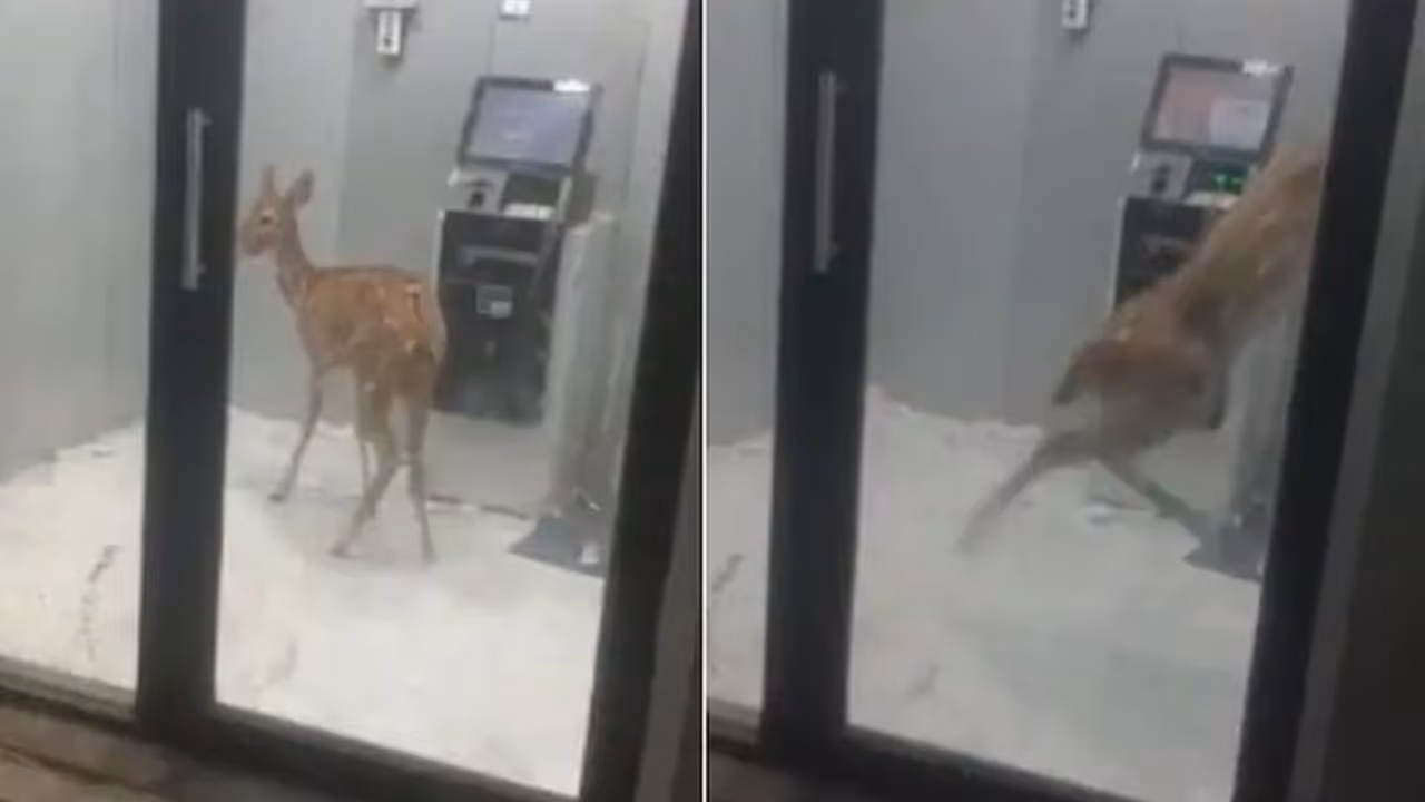 ನಾಯಿಗಳಿಂದ ರಕ್ಷಿಸಿಕೊಳ್ಳಲು ಎಟಿಎಂಗೆ ನುಗ್ಗಿದ್ದ ಜಿಂಕೆ