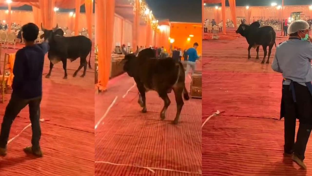 ಮದ್ವೆ ಮನೆಗೆ ಎಂಟ್ರಿ ಕೊಟ್ಟ ಗೂಳಿ: ವೈರಲ್ ವಿಡಿಯೋ