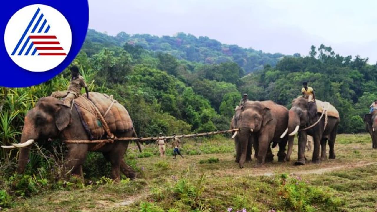 Chikkamagalauru Wild Elephant: ಜನರ ನಿದ್ದೆಗೆಡಿಸಿದ್ದ ಮಲೆನಾಡಿನ ನರಹಂತಕ ಕಾಡಾನೆ ಕೊನೆಗೂ ಸೆರೆ
