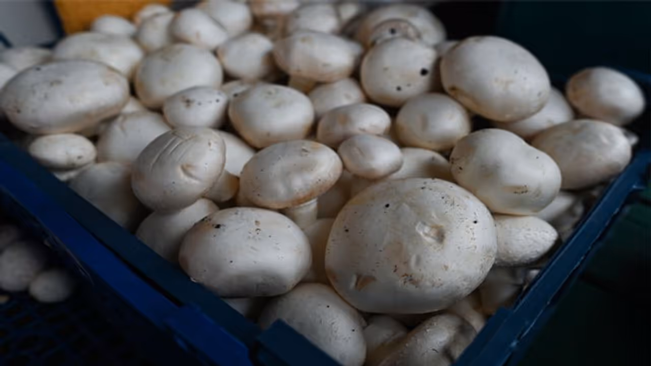 क्या कुकुरमुत्ता समझ आप भी नहीं खाते है मशरूम, तो जानें इसमें अंतर और इसके फायदे क्या कुकुरमुत्ता समझ आप भी नहीं खाते है मशरूम, तो जानें इसमें अंतर और इसके फायदे