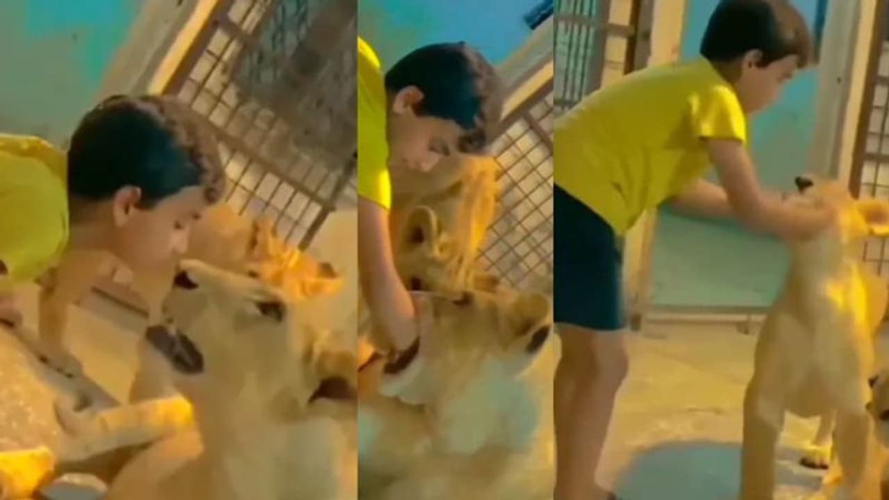 കുട്ടിയുടെ കൈ സിംഹത്തിന്‍റെ വായിൽ; ഭീതി പടര്‍ത്തുന്ന വീഡിയോ