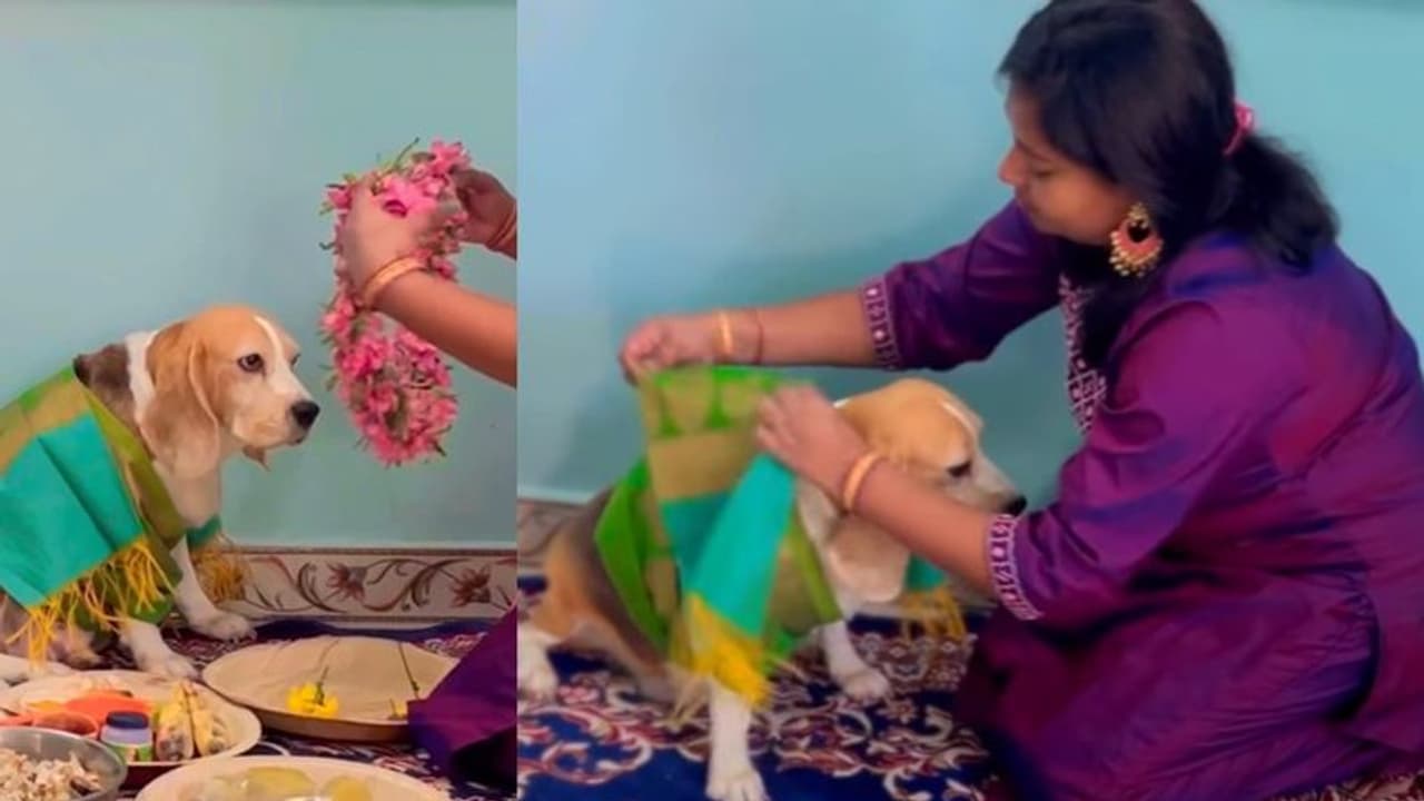 ಮುದ್ದಿನ ಶ್ವಾನಕ್ಕೆ ಸೀಮಂತ ಮಾಡಿದ ಕುಟುಂಬ