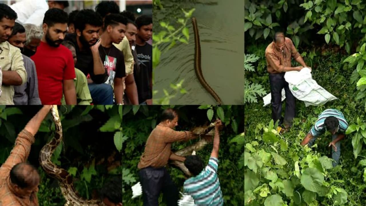 കോഴിക്കോട് കാരപ്പറമ്പ് ജങ്ഷനിൽ പെരുമ്പാമ്പിന്റെ കൂട്ടം; ഒരെണ്ണത്തെ പിടികൂടി, മറ്റുള്ളവ കനാലിൽ ഇറങ്ങി കോഴിക്കോട് കാരപ്പറമ്പ് ജങ്ഷനിൽ പെരുമ്പാമ്പിന്റെ കൂട്ടം; ഒരെണ്ണത്തെ പിടികൂടി, മറ്റുള്ളവ കനാലിൽ ഇറങ്ങി