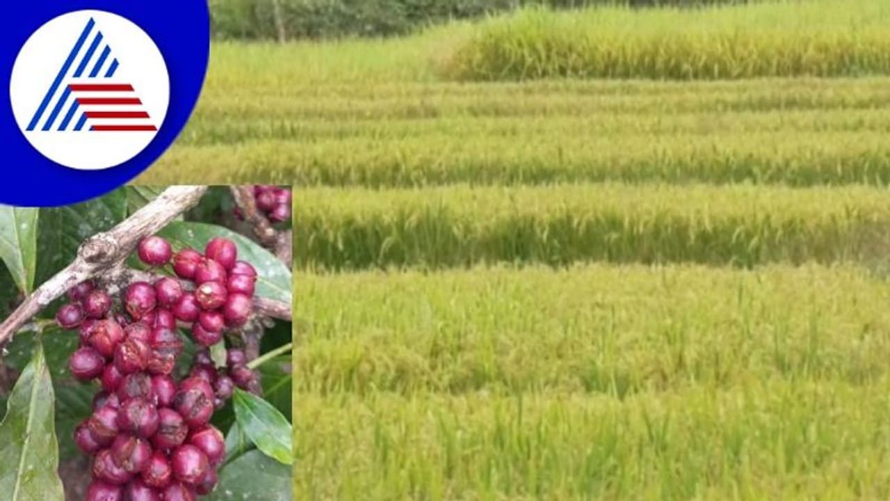 ಕೊಡಗಿನಲ್ಲಿ ಮಳೆ ಅವಾಂತರ ಕೊಯ್ಲಿಗೆ ಬಂದಿರುವ ಭತ್ತ, ಕಾಫಿ ಕರಿಮೆಣಸು ಬೆಳೆ ಹಾಳು