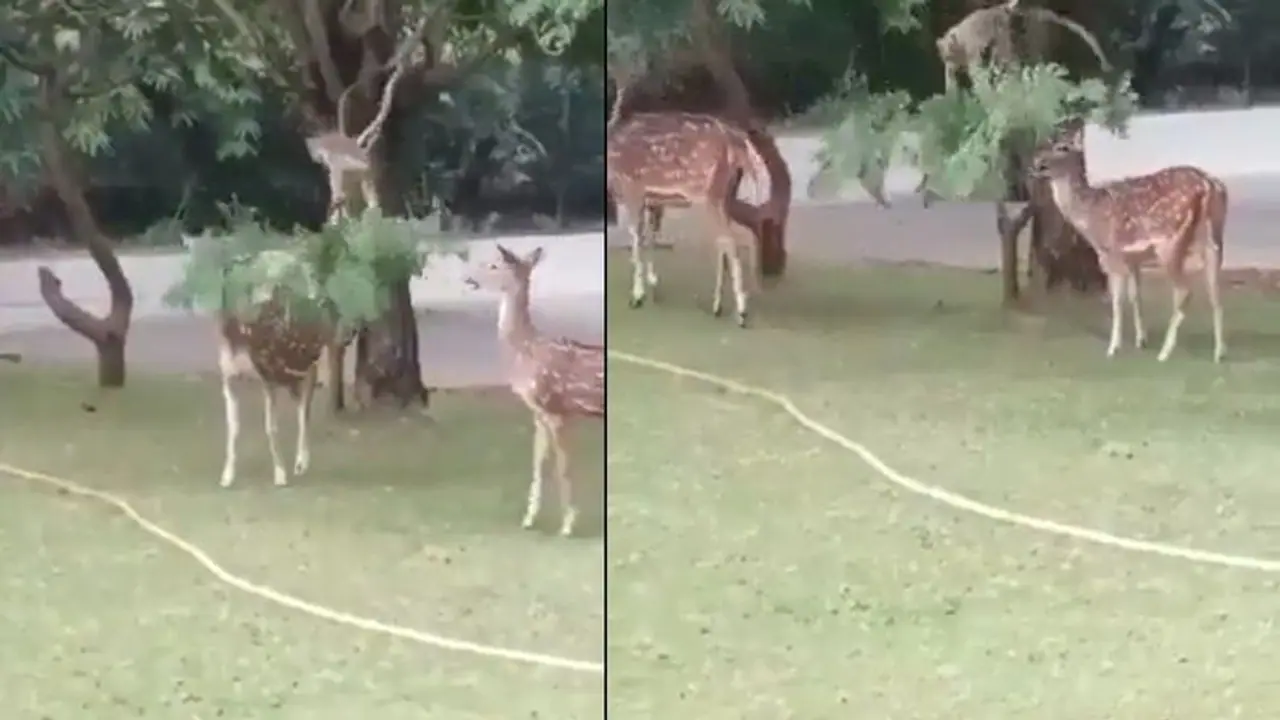ಜಿಂಕೆಗಳ ಮೇವಿಗಾಗಿ ಮರದ ಕೊಂಬೆಗಳ ಬಾಗಿಸಿದ ಕೋತಿ... ವೈರಲ್ ವಿಡಿಯೋ