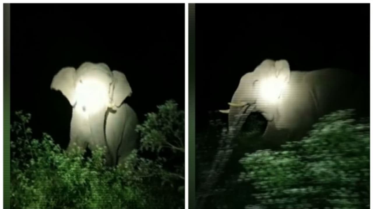 അട്ടപ്പാടി പുളിയപ്പതി ജനവാസ മേഖലയിൽ അക്രമകാരിയായ ഒറ്റയാൻ, മണിക്കൂറുകൾ നീണ്ട പരിശ്രമത്തിനൊടുവിൽ തുരത്തി അട്ടപ്പാടി പുളിയപ്പതി ജനവാസ മേഖലയിൽ അക്രമകാരിയായ ഒറ്റയാൻ, മണിക്കൂറുകൾ നീണ്ട പരിശ്രമത്തിനൊടുവിൽ തുരത്തി