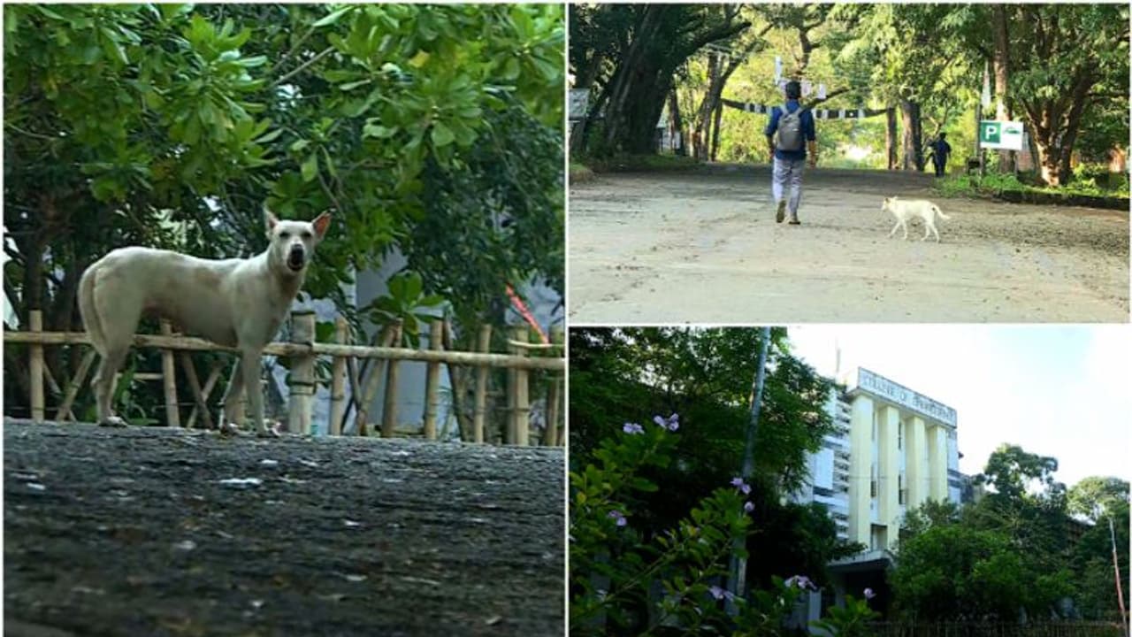 നായശല്യം ഒഴിഞ്ഞില്ല, അവധിക്കുശേഷം തിരുവനന്തപുരം എഞ്ചിനീയറിംഗ് കോളേജ് തുറന്നു; ആശങ്കയോടെ വിദ്യാര്ത്ഥികള് നായശല്യം ഒഴിഞ്ഞില്ല, അവധിക്കുശേഷം തിരുവനന്തപുരം എഞ്ചിനീയറിംഗ് കോളേജ് തുറന്നു; ആശങ്കയോടെ വിദ്യാര്ത്ഥികള്