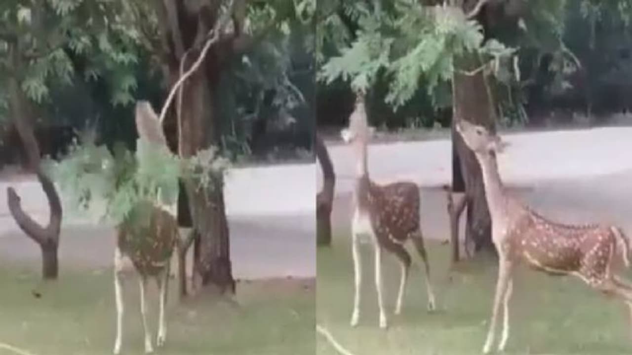 മരച്ചില്ല താഴ്ത്തിക്കൊടുത്ത് മാനുകളെ സഹായിക്കുന്ന കുരങ്ങൻ, ഇതാണ് സൗഹൃദം എന്ന് സോഷ്യൽ മീഡിയ മരച്ചില്ല താഴ്ത്തിക്കൊടുത്ത് മാനുകളെ സഹായിക്കുന്ന കുരങ്ങൻ, ഇതാണ് സൗഹൃദം എന്ന് സോഷ്യൽ മീഡിയ