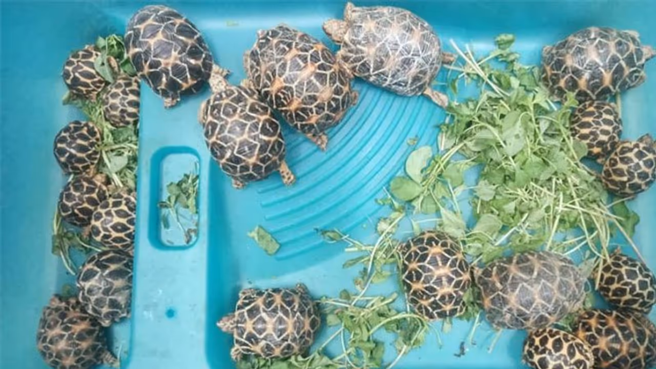  मुंबई में स्मगलर से मिले दुर्लभ प्रजाति 'इंडियन स्टार' 20 कछुए, इनकी कीमत लाखों में है