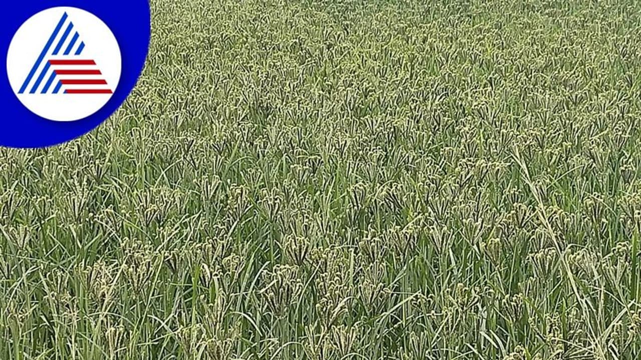 Ramanagara: ಅಕಾಲಿಕ ಮಳೆಗೆ ರಾಗಿ ಹಾನಿ: ಆತಂಕ​ದ​ಲ್ಲಿ​ ರೈತ​ರು