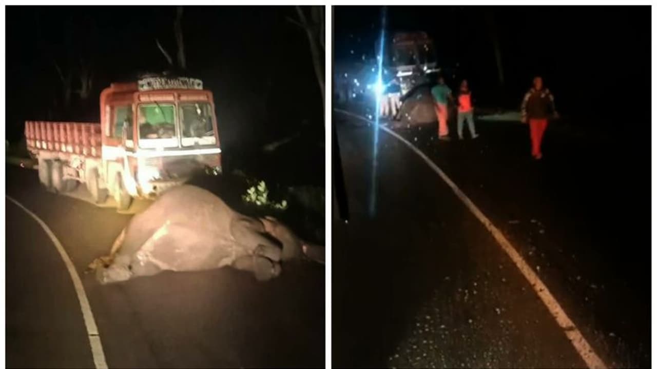 ബന്ദിപ്പൂരിൽ ചരക്കുലോറി ഇടിച്ച് കാട്ടാന ചരിഞ്ഞു,കോഴിക്കോട് മൈസൂർ ദേശീയ പാതയിൽ ഗതാഗതം തടസപ്പെട്ടു ബന്ദിപ്പൂരിൽ ചരക്കുലോറി ഇടിച്ച് കാട്ടാന ചരിഞ്ഞു,കോഴിക്കോട് മൈസൂർ ദേശീയ പാതയിൽ ഗതാഗതം തടസപ്പെട്ടു