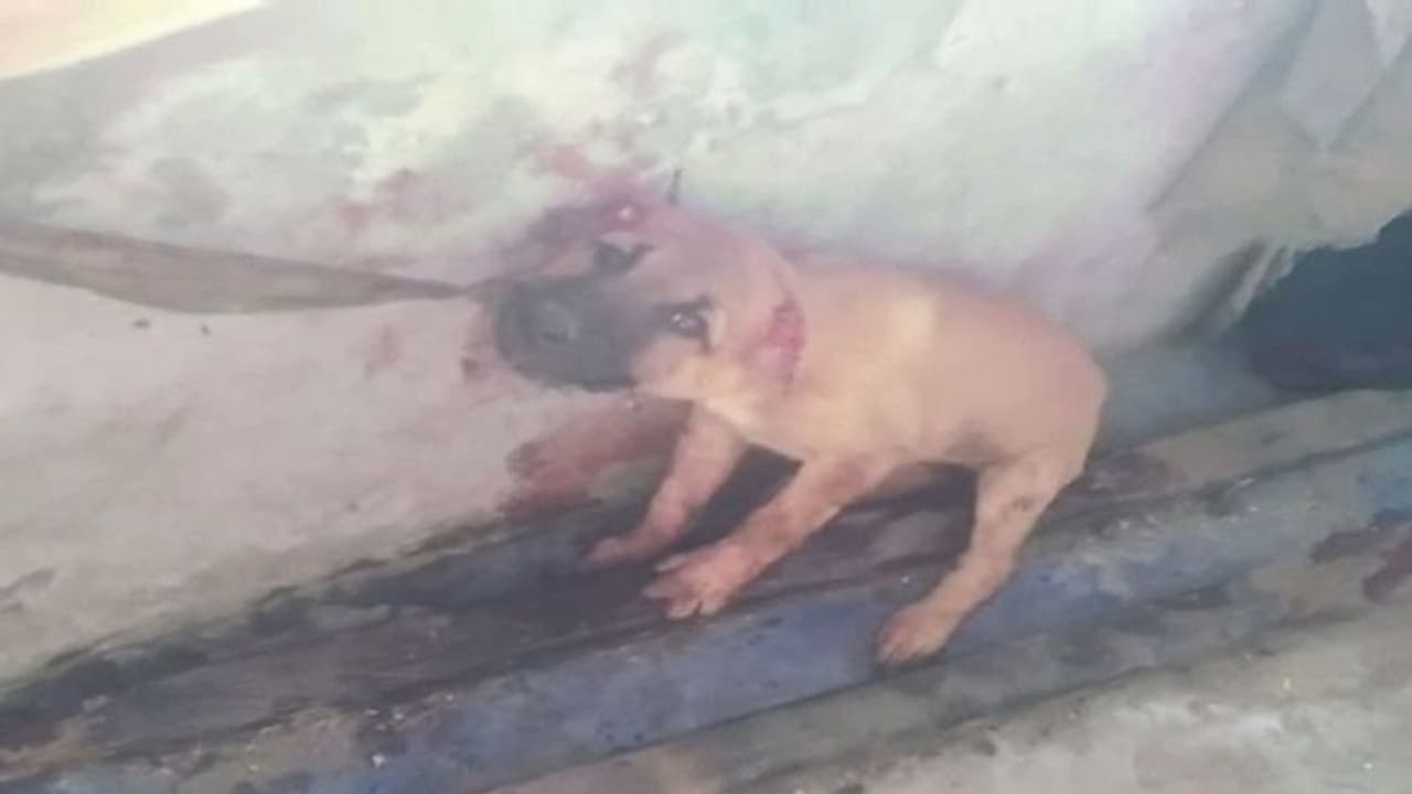 बरेली में 2 शराबी युवक चखने में चबा गए पिल्लों के कान और पूंछ, दरिंदगी की घटना सुन दंग हुए लोग बरेली में 2 शराबी युवक चखने में चबा गए पिल्लों के कान और पूंछ, दरिंदगी की घटना सुन दंग हुए लोग