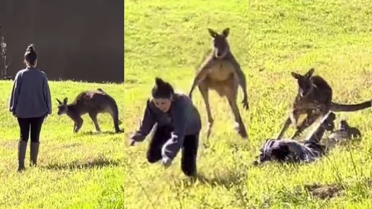 പിന്നിലൂടെ തൊടാനെത്തിയ വിനോദ സഞ്ചാരിയായ യുവതിയെ ഓടിച്ച് ആക്രമിച്ച് കംഗാരു പിന്നിലൂടെ തൊടാനെത്തിയ വിനോദ സഞ്ചാരിയായ യുവതിയെ ഓടിച്ച് ആക്രമിച്ച് കംഗാരു