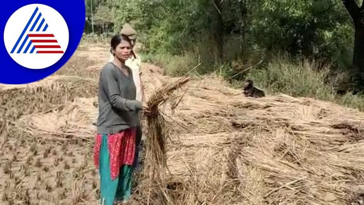 Kodagu: ಮ್ಯಾಂಡೌಸ್ ಪರಿಣಾಮ ಅಕಾಲಿಕ ಮಳೆ: ಅಪಾರ ಬೆಳೆ ನಷ್ಟ