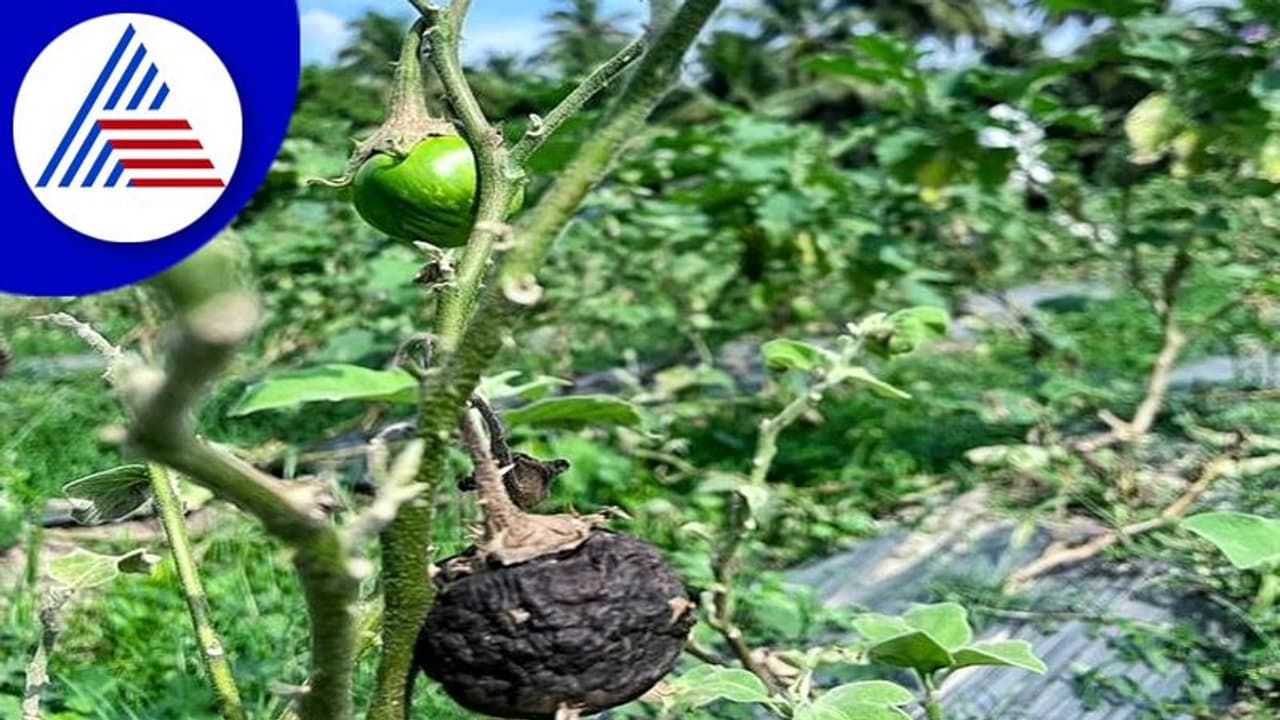 Udupi: ಚಂಡಮಾರುತ ಎಫೆಕ್ಟ್: ಮಟ್ಟು ಗುಳ್ಳ ಮಣ್ಣು ಪಾಲು