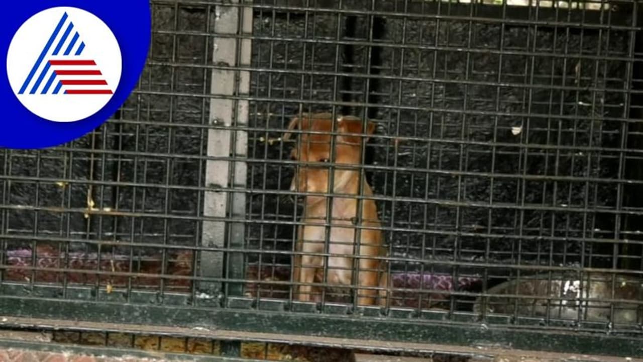 Uttara Kannada: ಹೊನ್ನಾವರದಲ್ಲಿ ಚಿರತೆ ಕಾಟ: ಆತಂಕದಲ್ಲಿ ಜನರು