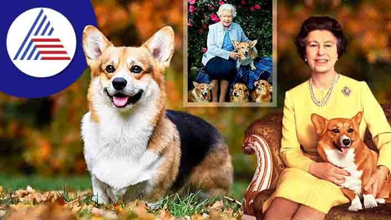 ಬಿಟ್ರನ್ ಅರಮನೆಯ ಸಾಕು ನಾಯಿ ವೆಲ್ಯ್ ಕೊರ್ಗಿ ತಳಿ ಮೂಲ್ಕಿಗೆ ಆಗಮನ ಬಿಟ್ರನ್ ಅರಮನೆಯ ಸಾಕು ನಾಯಿ ವೆಲ್ಯ್ ಕೊರ್ಗಿ ತಳಿ ಮೂಲ್ಕಿಗೆ ಆಗಮನ