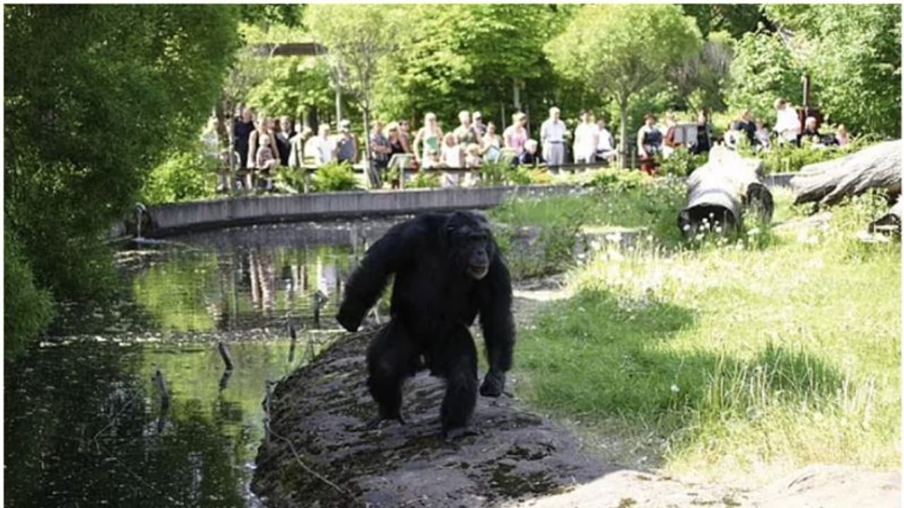 സ്വീഡിഷ് മൃഗശാലയില് നിന്നും രക്ഷപ്പെട്ട നാല് ചിമ്പാന്സികളെ വെടിവച്ച് കൊന്നു സ്വീഡിഷ് മൃഗശാലയില് നിന്നും രക്ഷപ്പെട്ട നാല് ചിമ്പാന്സികളെ വെടിവച്ച് കൊന്നു