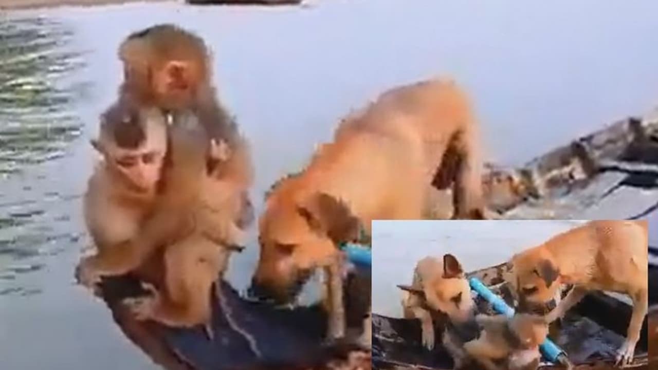 ಕರುಳ ಕುಡಿಯ ರಕ್ಷಣೆಗಾಗಿ ಜೀವವನ್ನೇ ಪಣಕಿಟ್ಟ ತಾಯಿ ಕೋತಿ... ವೈರಲ್ ವೀಡಿಯೋ 