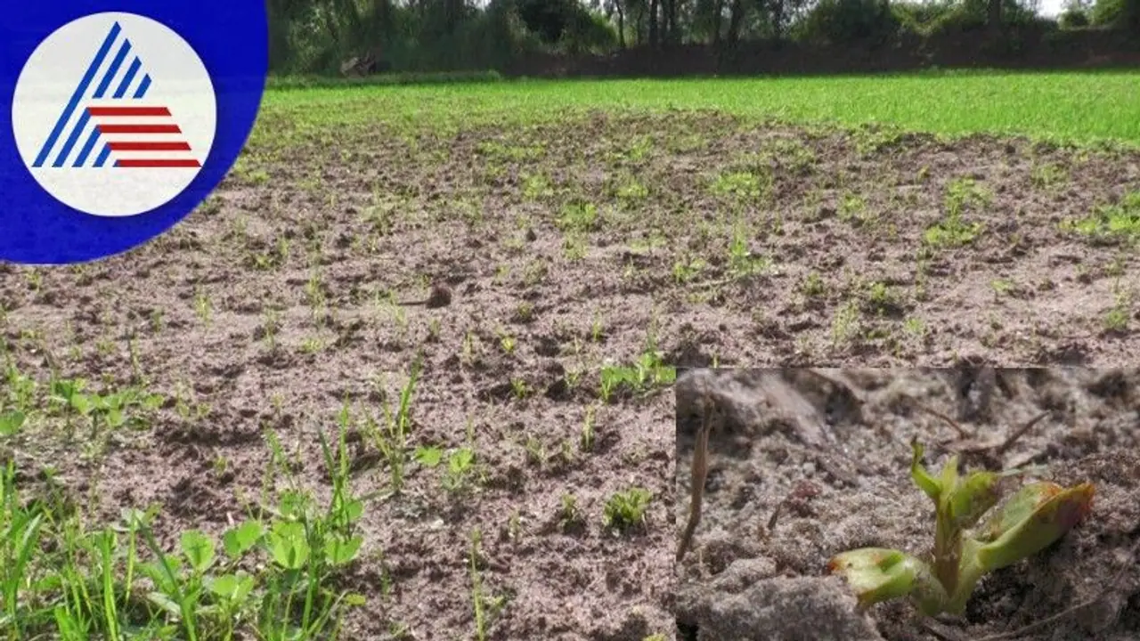 ಚಂಡಮಾರುತಕ್ಕೆ ಕೊಚ್ಚಿ ಹೋದ ಉದ್ದು, ನೆಲಗಡಲೆ; ಬೆಳೆಗಾರರು ಕಂಗಾಲು ಚಂಡಮಾರುತಕ್ಕೆ ಕೊಚ್ಚಿ ಹೋದ ಉದ್ದು, ನೆಲಗಡಲೆ; ಬೆಳೆಗಾರರು ಕಂಗಾಲು