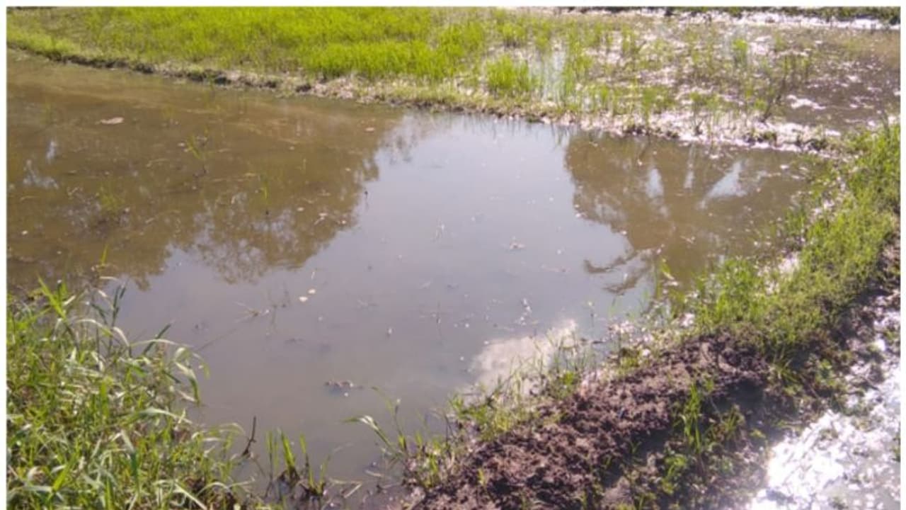 കനത്ത മഴ: നിലങ്ങളിലെ വിത്തുകളും ഞാറുകളും വെള്ളത്തിൽ മുങ്ങി, നെൽകർഷകർ ദുരിതത്തിൽ കനത്ത മഴ: നിലങ്ങളിലെ വിത്തുകളും ഞാറുകളും വെള്ളത്തിൽ മുങ്ങി, നെൽകർഷകർ ദുരിതത്തിൽ