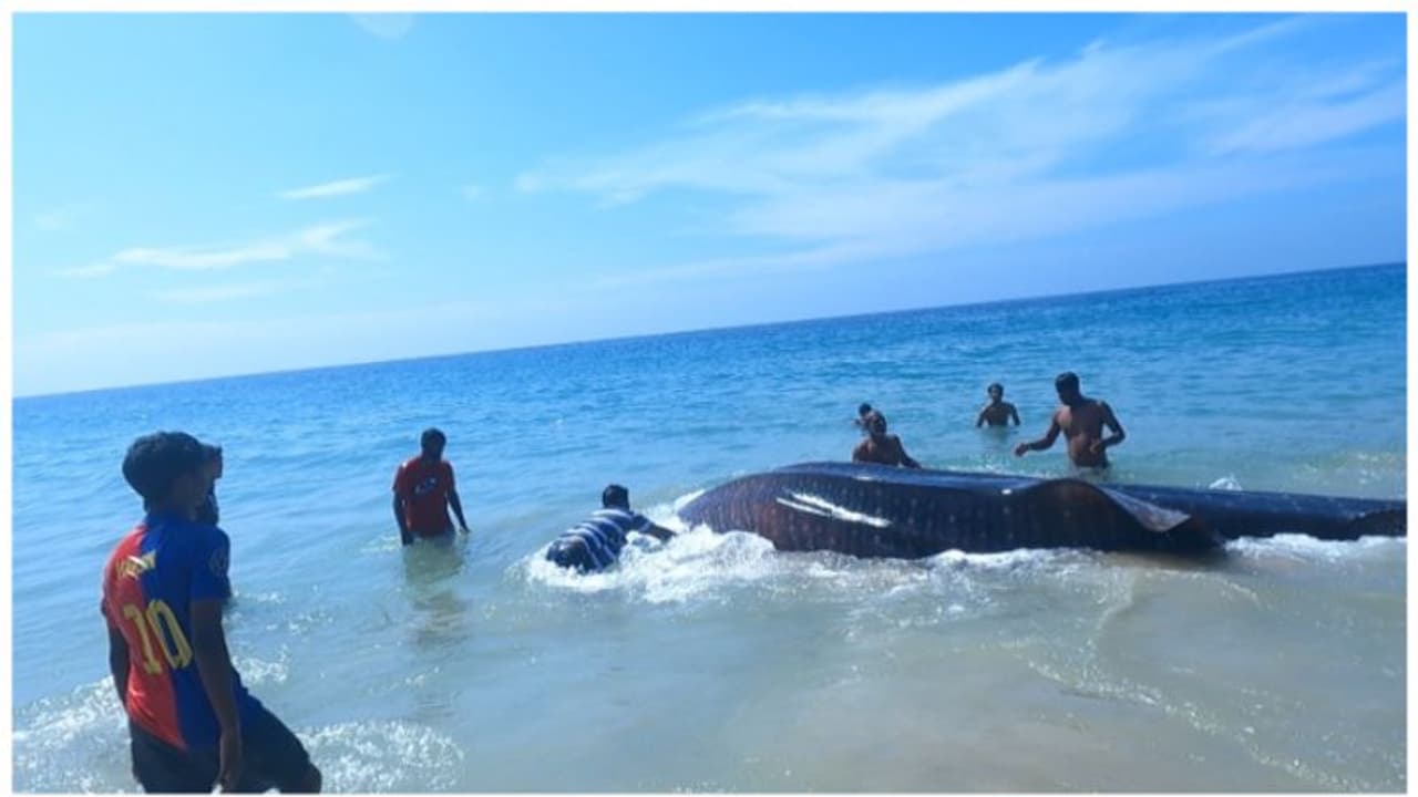 വഴി തെറ്റി വലയിൽ കുടുങ്ങി 'വെള്ളുടുമ്പ്'; ഉൾക്കടലിലേക്ക് മടക്കി വിട്ട് മത്സ്യത്തൊഴിലാളികൾ വഴി തെറ്റി വലയിൽ കുടുങ്ങി 'വെള്ളുടുമ്പ്'; ഉൾക്കടലിലേക്ക് മടക്കി വിട്ട് മത്സ്യത്തൊഴിലാളികൾ