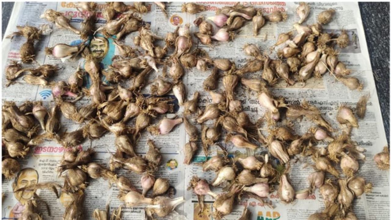 ഗുണമേന്മയേറെ, അതിനാല് മരുന്ന് കമ്പനികള്ക്കും പ്രിയം; അറിയാം വട്ടവട വെളുത്തുള്ളിയെ കുറിച്ച് ഗുണമേന്മയേറെ, അതിനാല് മരുന്ന് കമ്പനികള്ക്കും പ്രിയം; അറിയാം വട്ടവട വെളുത്തുള്ളിയെ കുറിച്ച്