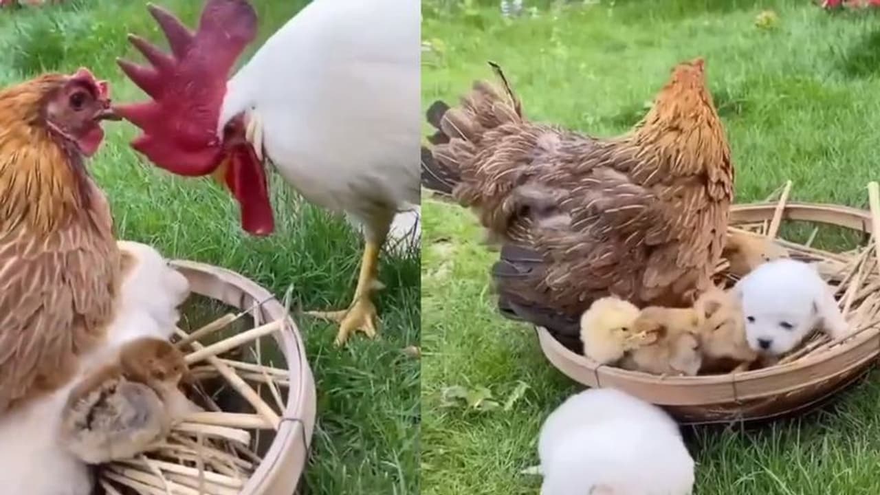 ತನ್ನ ರೆಕ್ಕೆಗಳಡಿ ನಾಯಿಮರಿಗೂ ಆಶ್ರಯ ನೀಡಿದ ಕೋಳಿ.. ದಂಗಾದ ಹುಂಜ.. 